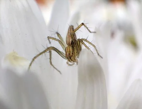 Small spider in flower Stock Photos