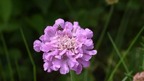 Small spider Stock Footage 154828816