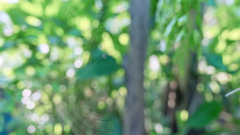 A small spider Stock Footage 346120145