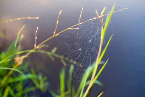 Small spider getting tiny insect in web macro Stock Photos