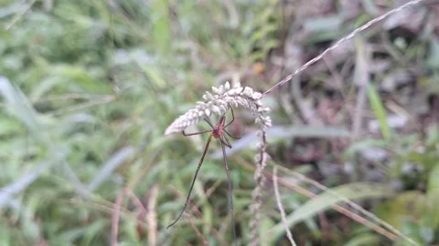 Small spider on grass bush Stock Footage 319946611