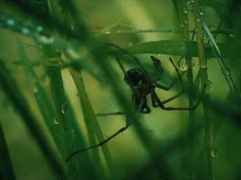 Small spider in grass spring foliage with water drops Stock Photos