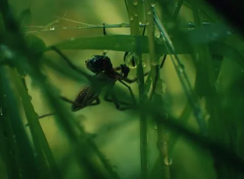 Small spider in grass spring foliage with water drops Stock-Fotos