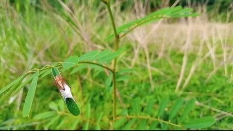 Small Spider on Grassy Leaf Blowing in Wind with Distant Children Walking 動画素材 307660088