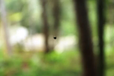 A small spider on a green background Stock Photos