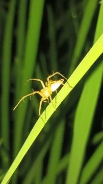 Small Spider on Green Grass Leaf Close Up Photos