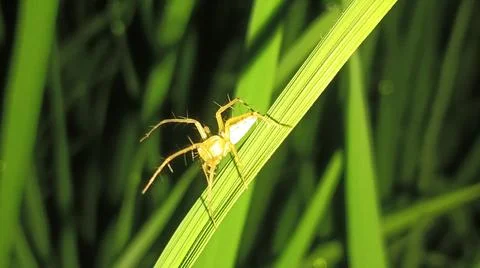 Small Spider on Green Grass Leaf Close Up Stock Photos