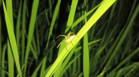 Small Spider on Green Grass Leaf Close Up 스톡 사진