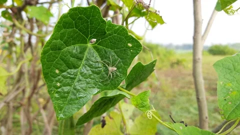 Small spider on green leaf. Stock Footage 163050293