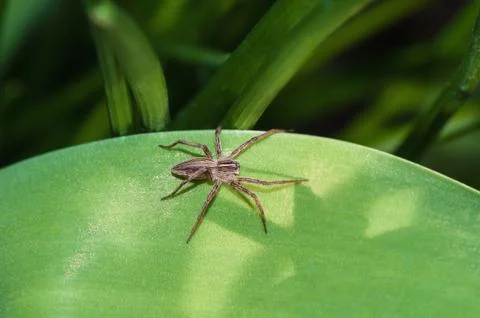 Small spider on green leaf Stock Photos