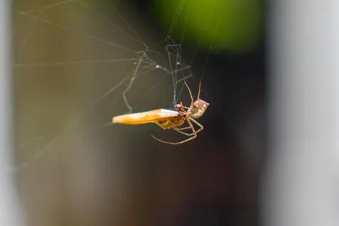 Small spider grips prey on delicate, glistening web Stock Photos