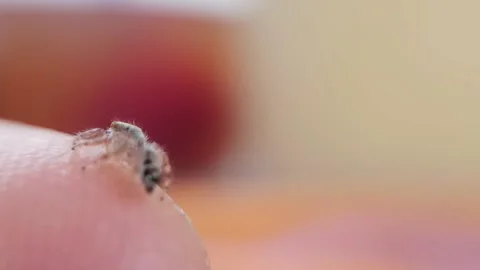 Small spider on hand Stock Footage 236333535
