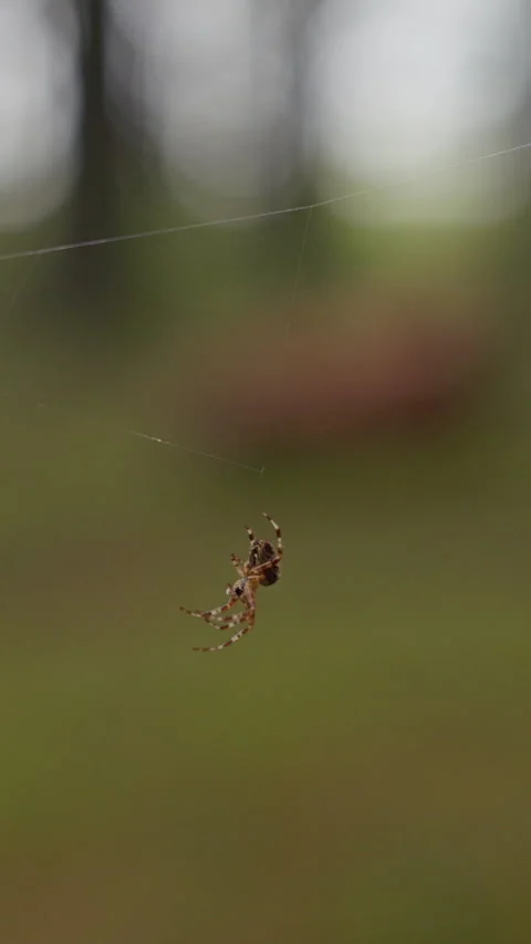 Small spider hanging on delicate web strands with soft blurred forest background Stock Footage 344773106