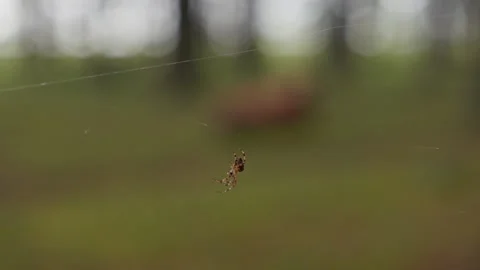 Small spider hanging on delicate web with soft blurred woodland background and Stock Footage 344773209