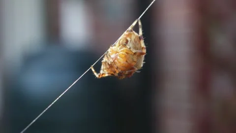 Small spider hanging onto a single thread of web close up stock footage Vídeo Stock 313530406