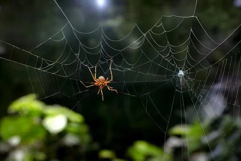A small spider hangs on a web against a blurred forest background. Stock Illustration