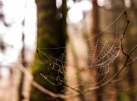 Small spider on his web Stock Photos