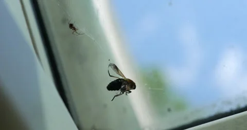 Small spider holds a captured bee in a delicate web on window glass against a bl Stock Footage 336692966