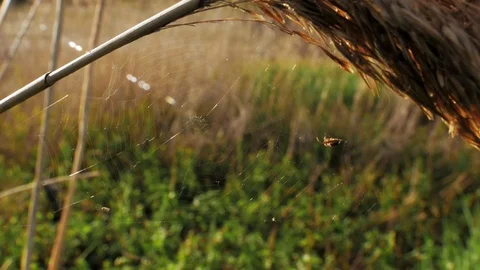 Small spider hunter caught in cobweb prey close up background beautiful field. Stock Footage 119933149