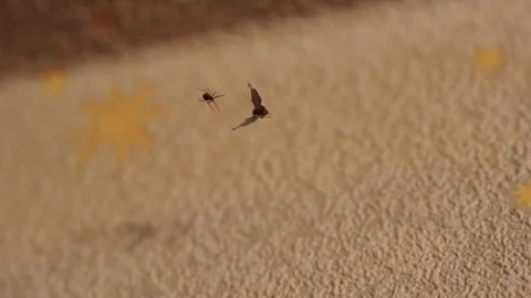 Small spider hunting and catching a flying insect in a web indoors Stockbeeldmateriaal 344039785