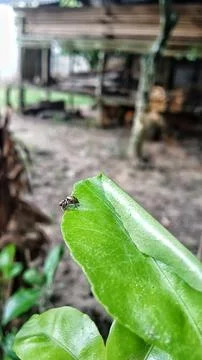 Small spider insect Foto stock