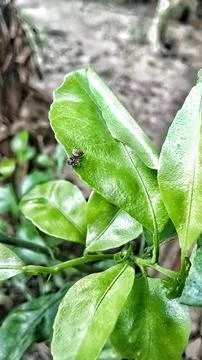 Small spider insect Foto stock