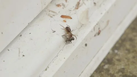 Small spider with it's caught fly macro close up stock footage Vídeo Stock 310364333