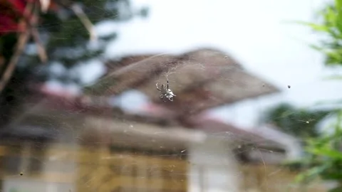 A Small Spider In Its Nest Stock Footage 244887565