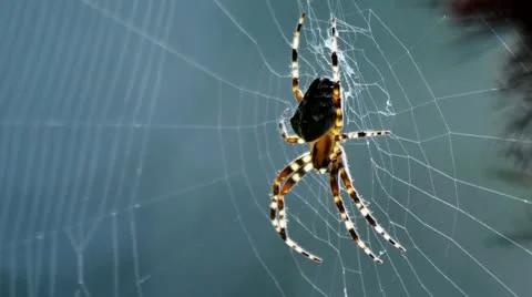 Small spider on its net 库存影片 11528050