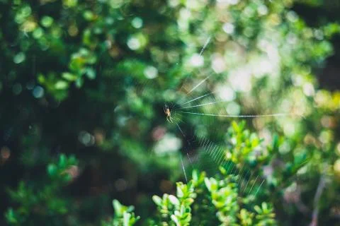 Small spider on its spider web with blurred green leaves on the background in Stock Photos