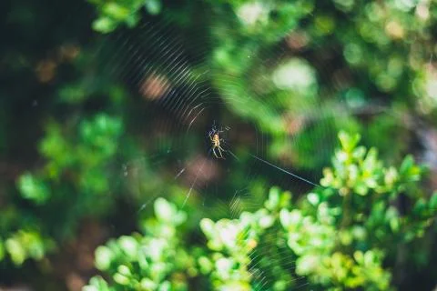 Small spider on its spider web with blurred green leaves on the background in Stock Photos