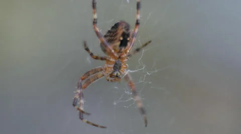 Small spider on its web Stock Footage 53661345