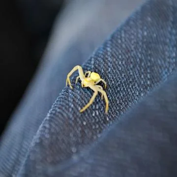 Small spider on jeans Foto stock
