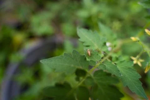 Small spider on leaf. A close up of the very small green spider on leaf Foto stock