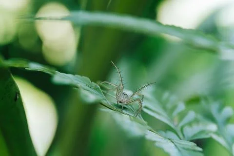 A small spider on a leaf is on standby to protect itself Stock Photos