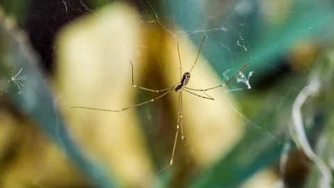 Small spider with long legs in the cobweb Stock Footage 89099979