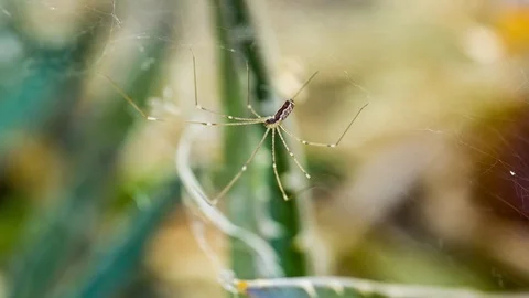 Small spider with long legs is shaken by wind in its cobweb Stock Footage 89126473