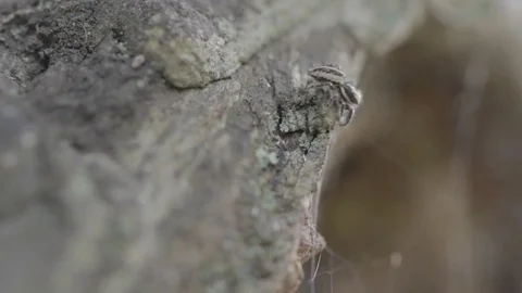 Small Spider Looking for his Web on the Trunk of a Tree Video stock 82940813