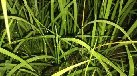 Small Spider on Lush Green Grass Blades Stock-Fotos