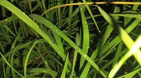Small Spider on Lush Green Grass Blades Stock-Fotos