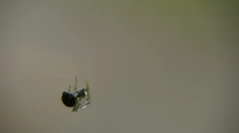 Small spider (macro) Stock Footage 33699099