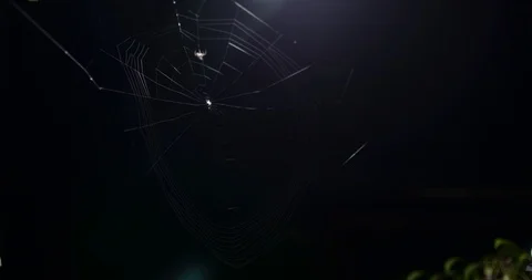 Small spider making a web at night time in timelapse video in 4k UHD Stock-Footage 125253745