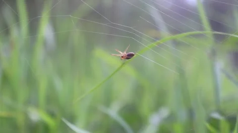 SMALL SPIDER MAKING A WEB USING GEOMETRY PATTERN Stock Footage 243367627