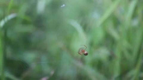 SMALL SPIDER MAKING A WEB USING GEOMETRY PATTERN Stock Footage 243367671