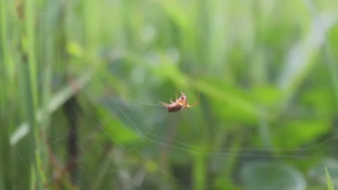 SMALL SPIDER MAKING A WEB USING GEOMETRY PATTERN Stock Footage 243367679