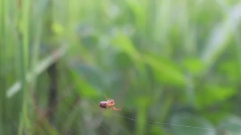 SMALL SPIDER MAKING A WEB USING GEOMETRY PATTERN Stock Footage 243367687