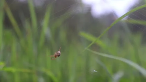SMALL SPIDER MAKING A WEB USING GEOMETRY PATTERN Stock Footage 243367799