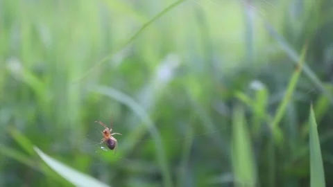 SMALL SPIDER MAKING A WEB USING GEOMETRY PATTERN Stock Footage 243367800