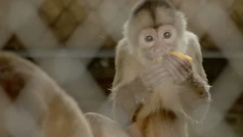 A small Spider Monkey eating next to other monkeys inside a cage Stock Footage 188916406