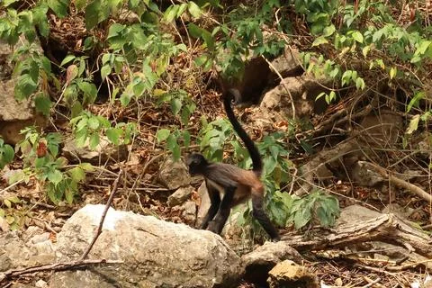 Small spider monkey walking on the river bank in the Sumidero Canyon/Canon de Stock Photos